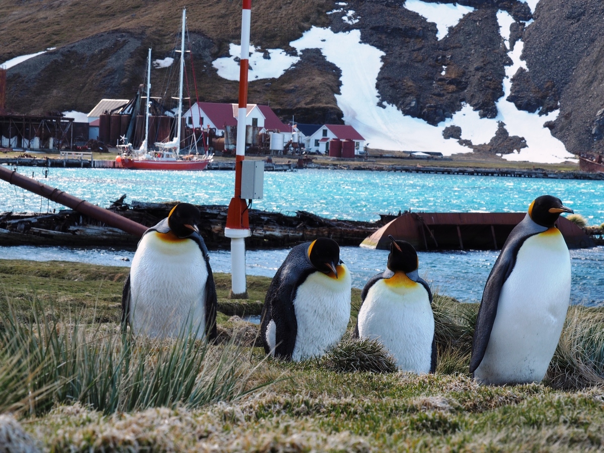 Selma przy kei w Grytviken2_fot_RadoslawBuczek